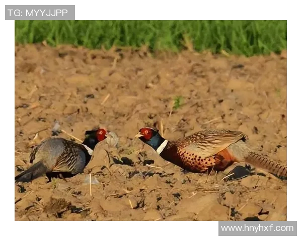 揭开野鸡足球明星的神秘面纱他们的故事与成就你了解多少